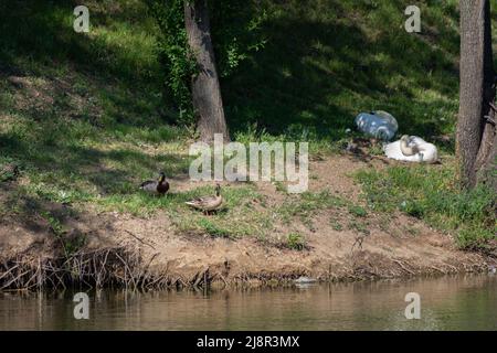 Anatre di mallardo maschio e femmina sulla riva del lago vicino cigni muti Foto Stock