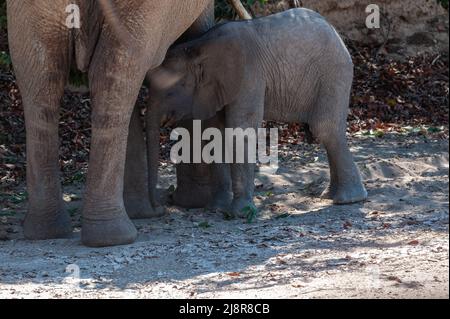 Primo piano di un elefante del deserto e del suo bambino che allatta il vitello, da qualche parte in Namibia. Foto Stock
