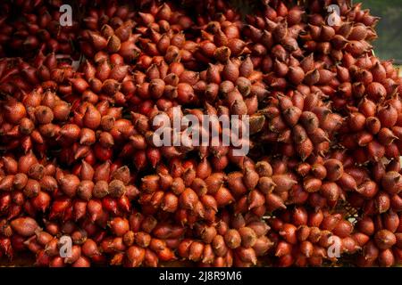 Mucchio di frutta zalacca matura in vendita sul mercato Foto Stock