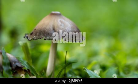 Foresta grigia funghi Lycooperdon perlatum in erba da vicino. Raccolta funghi. Palle di funghi commestibili Foto Stock