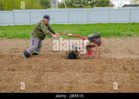 Un agricoltore maschio coltiva il terreno nel giardino utilizzando un trattore semovente. Lavori di primavera sulla piantagione prima di piantare patate. Foto Stock