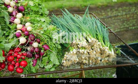 Radish cipolla acqua lavaggio getto tubo raccolta risciacquo fresco bio raccolto fattoria verdure fresche negozio di mercato Raphanistrum primavera sibies Raphanistrum Foto Stock