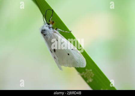 Una mussola Ermine (Diafora mendica), femmina, su una foglia d'aglio con le sue uova in tarda primavera. Foto Stock