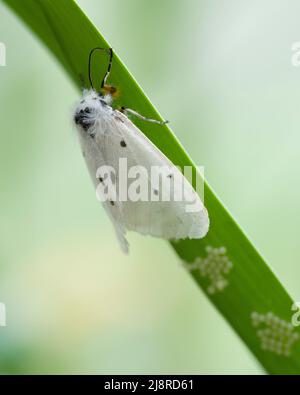 Una mussola Ermine (Diafora mendica), femmina, su una foglia d'aglio con le sue uova in tarda primavera. Foto Stock