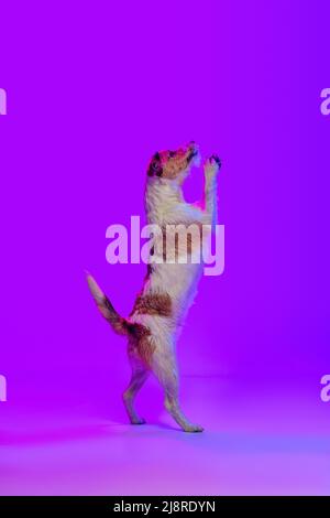 Studio girato di cane piccolo, capelli corti Jack russell terrier posa isolato su sfondo viola in luce al neon. Concetto di animale, razza, veterinario, salute Foto Stock