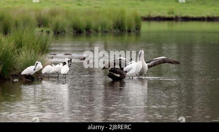 pelican che sbatte le sue ali in una zona umida Foto Stock