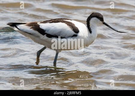 Avocet, Recurvirostra avosetta, guado sulla palude di Freshwater alla riserva RSPB di Titchwell. Foto Stock