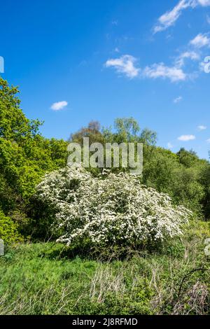 Albero di biancospino, Crataegus monogyna, coperto in può fiorire in boschi di Norfolk. Foto Stock