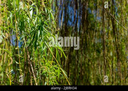 Molti rami di salice appesi con piccole foglie succose. Giorno di sole. Foto Stock