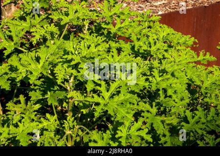 Sydney Australia, pelargonium ceveolens o geranio profumato dolce al sole del pomeriggio Foto Stock