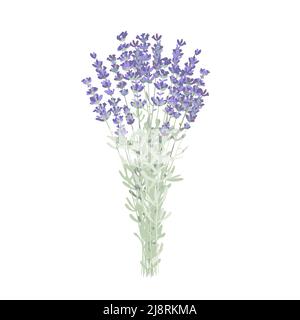 Elegante mazzo di fiori di lavanda, bouquet di lavanda. Illustrazione vettoriale isolata su bianco. Illustrazione Vettoriale