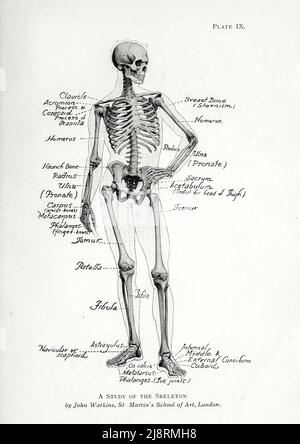 Studio dello scheletro umano di John Watkins, St. Martin's School of Art, Londra. Studio della figura maschile dal libro 'Studi della figura umana : con alcune note sul disegno e l'anatomia' di George Montague Ellwood, e Francis Rowland Yerbury, anno di pubblicazione 1918 Editore Londra : B.T. Batsford Foto Stock