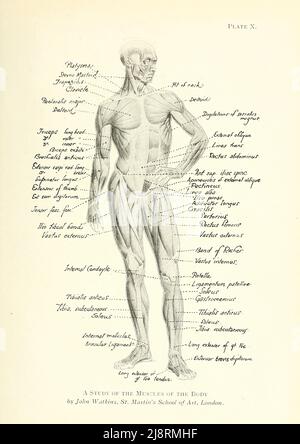 Studio dei muscoli del corpo umano di John Watkins, St. Martin's School of Art, London Studio della figura maschile dal libro 'Studi della figura umana : Con alcune note sul disegno e l'anatomia ' di George Montague Ellwood, e Francis Rowland Yerbury, anno di pubblicazione 1918 Editore Londra : B.T. Batsford Foto Stock