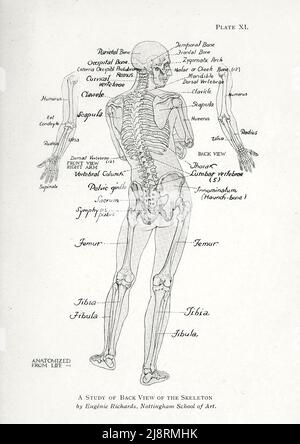 Uno studio di Back View of the Human Skeleton di Eugenie Richards, NottingJiani School of Art. Studio della figura maschile dal libro 'Studi della figura umana : Con alcune note sul disegno e l'anatomia ' di George Montague Ellwood, e Francis Rowland Yerbury, anno di pubblicazione 1918 Editore Londra : B.T. Batsford Foto Stock