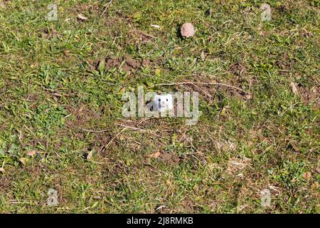 Stoat bianco (conosciuto anche come ermine o donnola corta-coda) che sbuccia fuori del relativo burrow. Simbolo di curiosità. Foto Stock