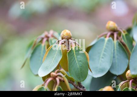 Primo piano di un germoglio Rhododendron buravii. Ancora chiuso - ma la primavera sta arrivando! Foto Stock