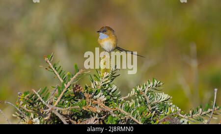 Maschio Sud EMU-Wren seduto su fiore giallo Banksia, Capo Rocky, Tasmania, Australia Foto Stock