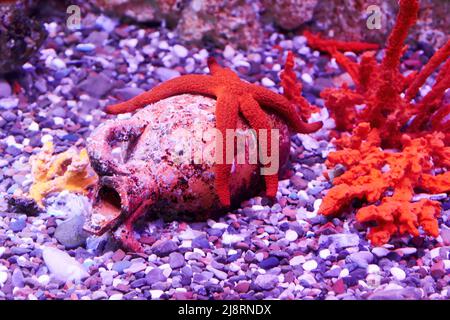 Una stella rossa si trova su un'anfora affondata nel mare. Antichi tesori e creature marine Foto Stock