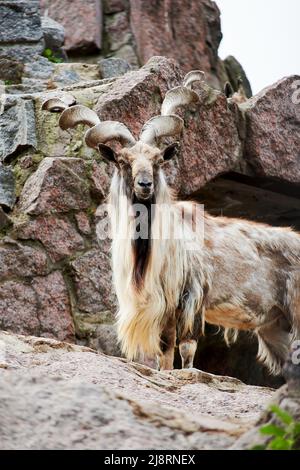 Mountain Markhor con corna intrecciate guarda in lontananza sulla cima di una roccia. Animali in natura Foto Stock