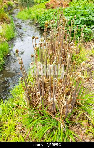 Royal Fern Osmunda regalis, dispiegando fronde, crescendo a Garden ruscello, Osmunda regalis, srotolando, fronde piante marginali in primavera Foto Stock