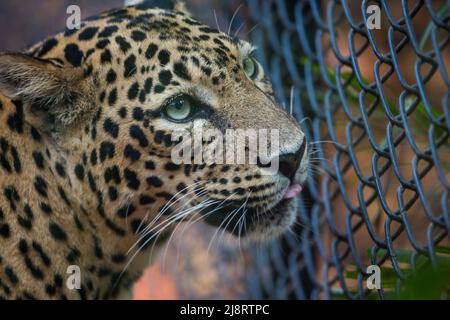 Il primo piano di un leopardo Javan (panthera pardus) Foto Stock