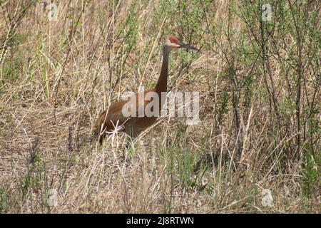 Sandhill gru in un campo Foto Stock