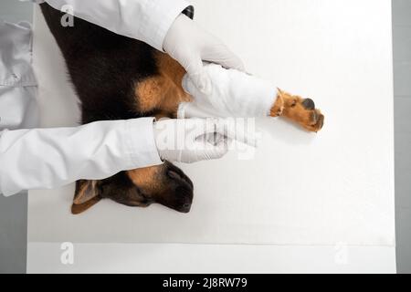 Vista dall'alto delle mani di vet in guanti che bendano parte del corpo ferita del cane giovane pedigree. Raccolto di lavoratore medico che avvolge la zampa di nero marrone pelliccia cane su Foto Stock