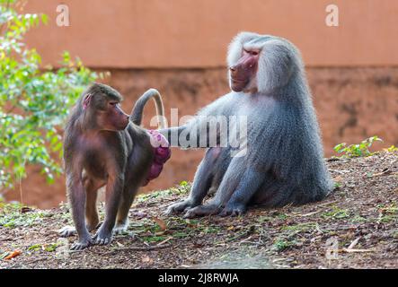 Hamadryas baboon maschio adulto (Papio hamadryas) e la sua partner femmina che hanno il fondo gonfio rosso per indicare che sono pronti per accoppiarsi Foto Stock