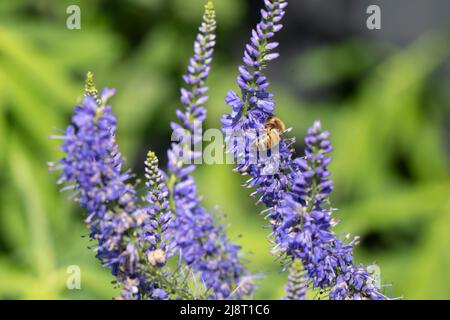 Un'ape di miele raccoglie nettare su lavanda viola Foto Stock