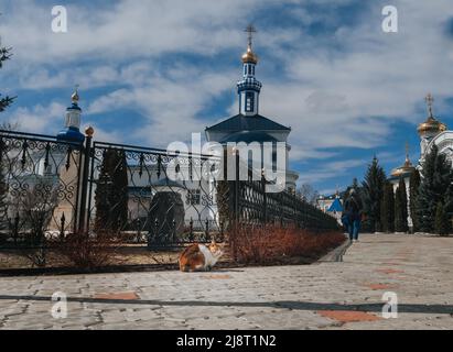 Monastero di Raifa Bogoroditsky. Kazan, Tatarstan. Un gatto che si crogiolava al sole sui terreni di un monastero maschile Foto Stock