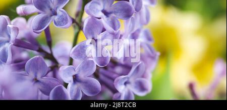 Vivace scena di fiori lilla su sfondo giallo. Viola molto peri colore dell'anno. Scatto macro. Sfondo floreale naturale Foto Stock