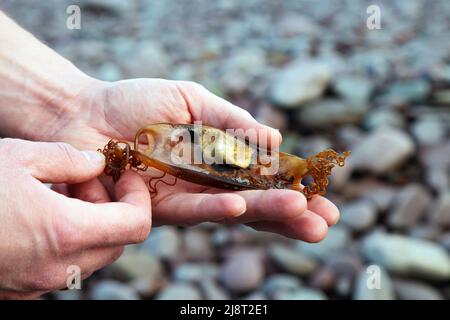 Uomo che detiene un Nursehound vuoto Shark (Scyliorhinus stellaris) custodia d'uovo (mermaid's borse) trovato su una spiaggia di ciottoli in Somerset, Regno Unito Foto Stock