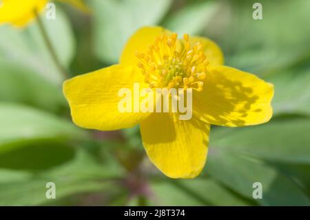 Il giallo dei fiori di anemone, close up shot, messa a fuoco locale Foto Stock