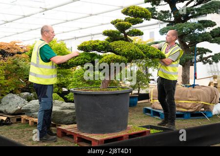 I preparativi si avviano prima del Salone dei Fiori RHS Chelsea presso il Royal Hospital Chelsea di Londra. Data foto: Mercoledì 18 maggio 2022. Foto Stock