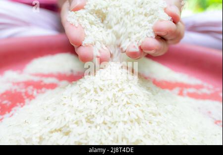 Donna mano che tiene il riso e che cade da mano al vassoio di plastica rosso riso secco crudo. Riso bianco macinato non crudo. Zakat e il concetto di beneficenza. Cereali biologici Foto Stock