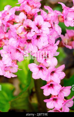 Bergenia Schneeglocke fiori rosa Foto Stock