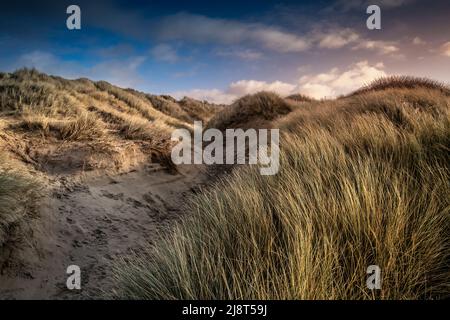 La luce dorata alla fine della giornata sopra i danni gravi cotti dall'attività umana al sistema fragile e delicato delle dune di sabbia a Crantock Beach a Newquay Foto Stock