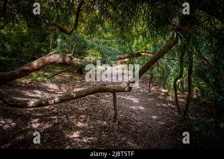 I grandi rami di un gigante Podocarpus salignus che sovrasta un sentiero proppato da rami segati nel selvaggio subtropicale Penjick Garden in Cornw Foto Stock