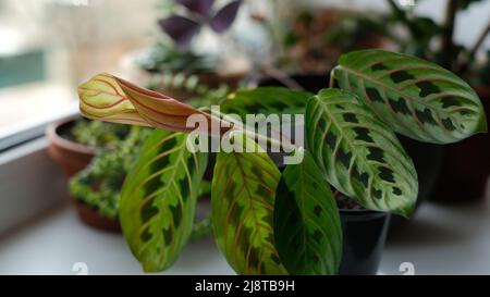 Pianta di preghiera su un davanzale. Maranta fiore circondato da altre piante. Foglie verdi con macchie scure e vene rosse. Piantando domestico. Nuovo growt fogliare Foto Stock