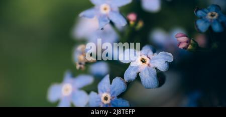 Cespuglio di fiori blu miosotis su sfondo sfocato Foto Stock