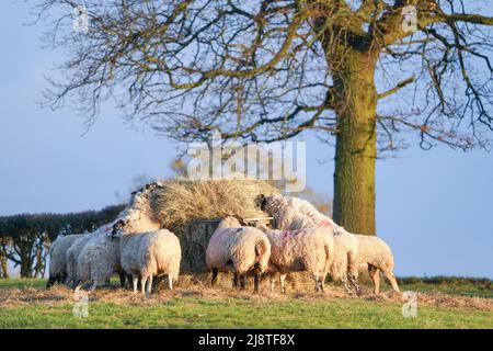 Pecora che mangia fieno in campagna in campagna al sole d'inverno. Foto Stock