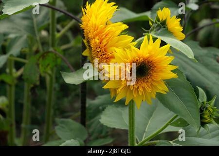 Un campo di girasoli gialli luminosi con foglie verdi, tutti rivolti verso la fotocamera sotto un cielo soleggiato con spazio di copia. Foto Stock