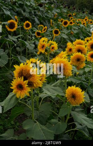 Bellissimi girasoli in un campo di girasoli. Foto Stock