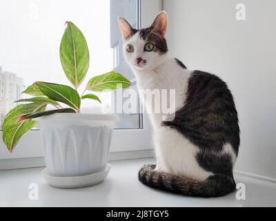 Giovane gatto bianco e nero seduto sul davanzale vicino a noi finestra. Foto Stock