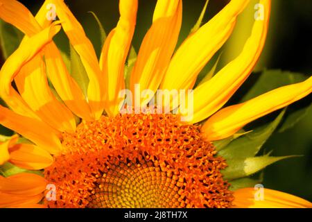 Primo piano di una testa di girasole gialla. Foto Stock