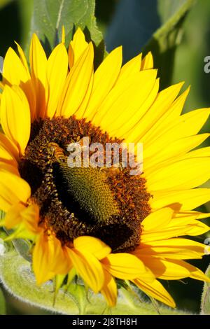 Primo piano di girasole in un campo di girasoli con api mellifere. Foto Stock