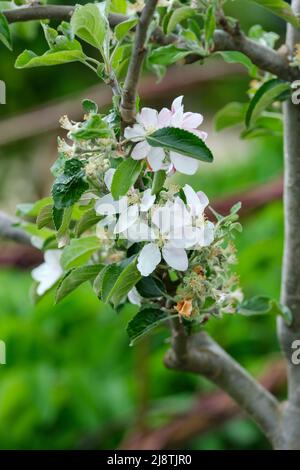 Malus Domestica 'Cox's Orange Pippin'. Fiorisce all'inizio della primavera. Foto Stock