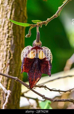 Aristolochia Arborea (Aristolochia salvadorensis) anche pianta di Darth Vader. Giardino botanico Heidelberg, Baden Wuerttemberg, Germania Foto Stock