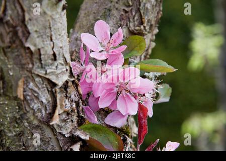 Rosa mela fiore, Malus Domestica, Maypole Foto Stock