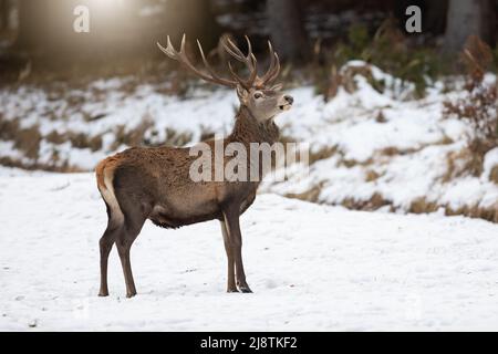 Testa di presa del cervo rosso con corna in alto e con un aspetto curioso in inverno Foto Stock